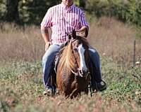 calves-morgan-horse