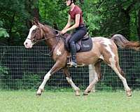 athletic-quarter-horse