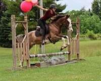 calf-roping-quarter-horse