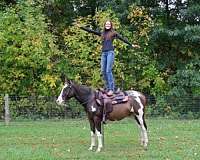 cutting-quarter-horse