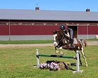 stylish-addition-quarter-horse
