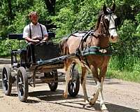 all-quarter-horse