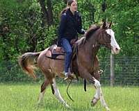 and-more-quarter-horse