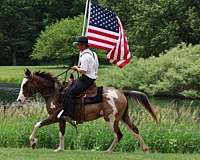 arena-quarter-horse