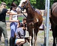 attitude-quarter-horse