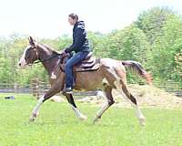 auction-quarter-horse