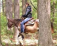 available-quarter-horse