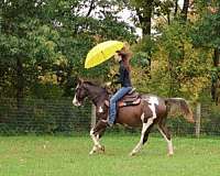 bridges-quarter-horse