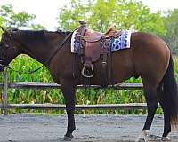 beginner-quarter-horse