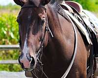 english-pleasure-quarter-horse