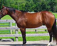 flashy-quarter-horse