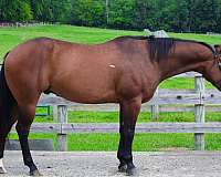 aqha-quarter-horse