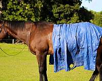aqha-registered-quarter-horse