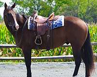 around-quarter-horse