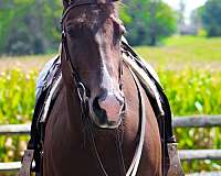 attitude-quarter-horse