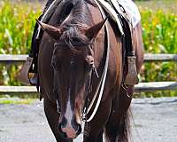 back-quarter-horse