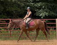 all-around-quarter-horse