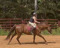 athletic-quarter-horse