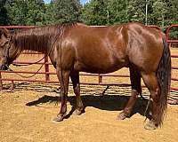 barrel-quarter-horse