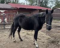 gaited-working-gypsy-vanner-horse