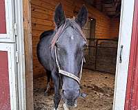 gaited-working-mare-foal