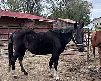 easy-going-mare-tennessee-walking-horse