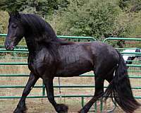 star-horse