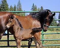 bay-star-horse