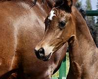 all-around-friesian-horse