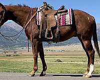all-around-quarter-horse