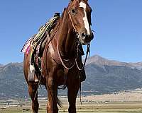 athletic-quarter-horse