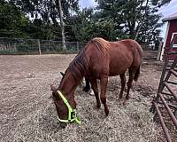 all-around-paint-horse