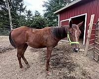 sorrel-paint-filly