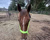 best-buddy-paint-horse