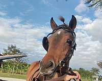 harness-trained-miniature-horse