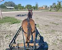 harness-trained-mare