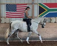 appr-gelding