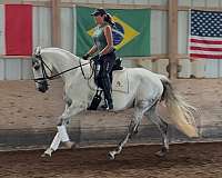 appr-andalusian-gelding