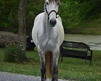 fei-andalusian-gelding