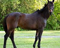 western-dressage-oldenburg-horse