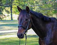 oldenburg-horse