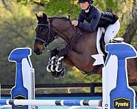 gelding-oldenburg-horse