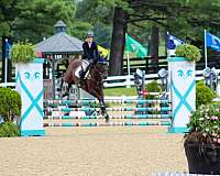 jumper-oldenburg-horse