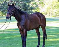 english-oldenburg-horse