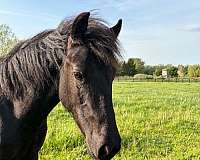 cross-driving-shetland-pony