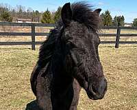 black-cross-driving-pony