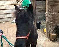 black-shetland-pony-gelding