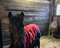 cross-driving-gelding