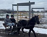 cross-driving-pony