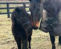 black-gelding-for-sale